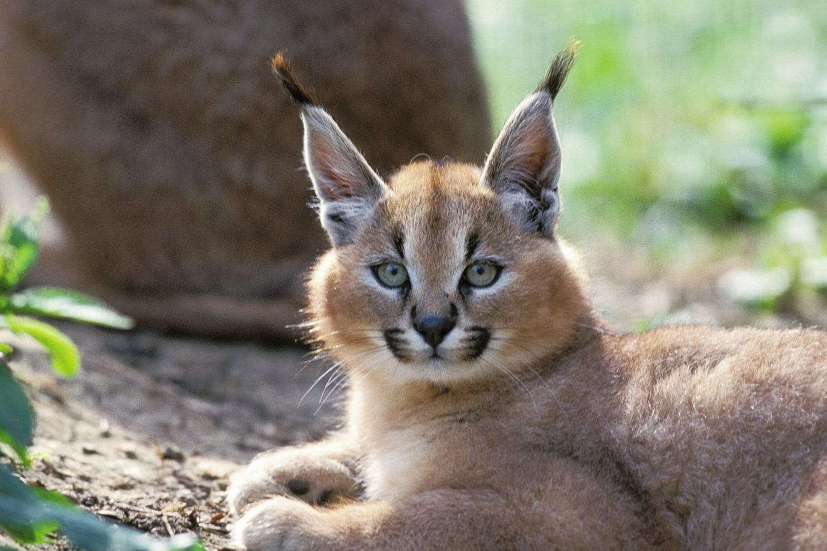 ¿Es legal tener un gato caracal en España?