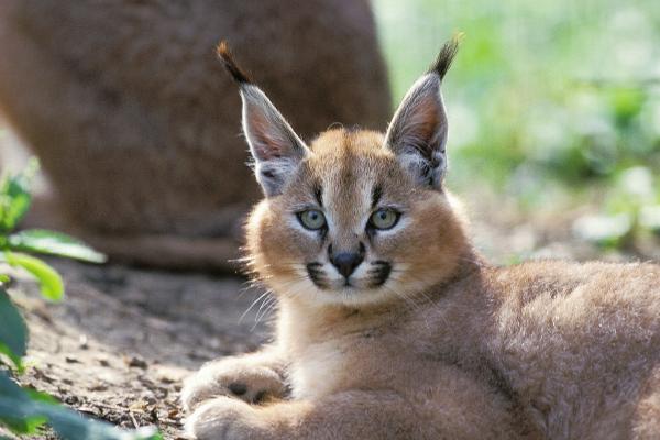 ¿Es legal tener un gato caracal en España?