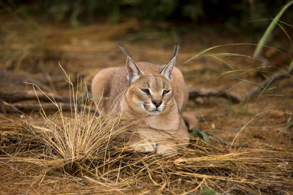 ¿Es legal tener un gato caracal en España? - La importancia de respetar la libertad del caracal