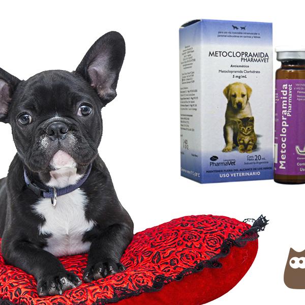 que medicamento le puedo dar a mi perro para la diarrea