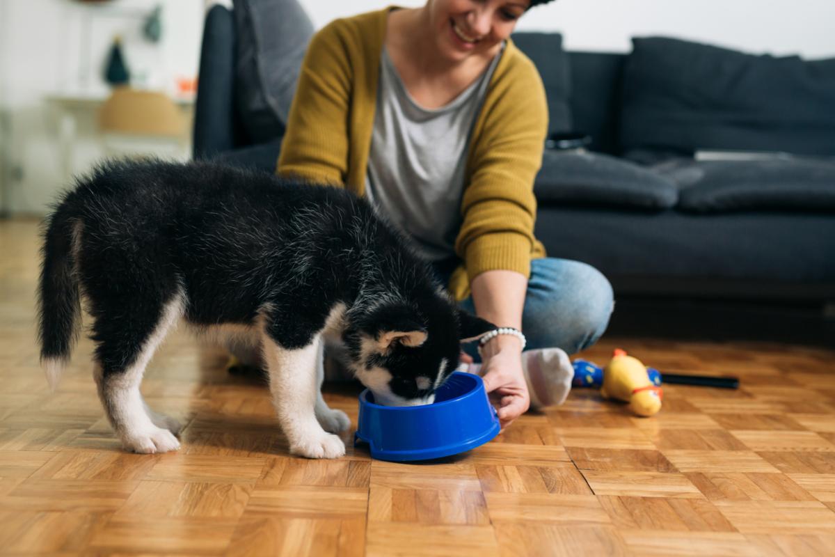 Pienso para perros Baffin: composición, beneficios y propiedades