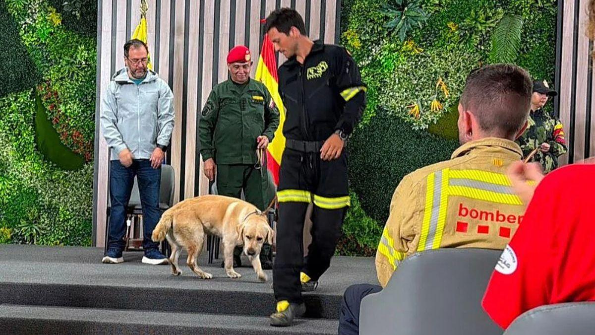 Quino, el perro de rescate que ayudó tras el terremoto de Venezuela, volvió con una misteriosa enfermedad y ahora lucha por su vida