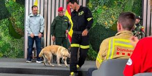Quino, el perro de rescate que ayudó tras el terremoto de Venezuela, volvió con una misteriosa enfermedad y ahora lucha por su vida