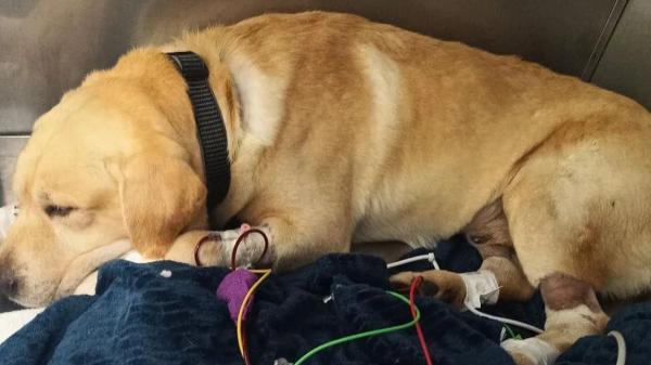 Quino, el perro de rescate que ayudó tras el terremoto de Venezuela, volvió con una misteriosa enfermedad y ahora lucha por su vida - Quino sigue sin diagnóstico después de dos meses de pruebas y transfusiones