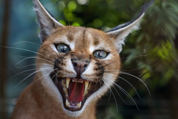 ¿Es legal tener un gato caracal en España? - Riesgos de tener un caracal como animal de compañía