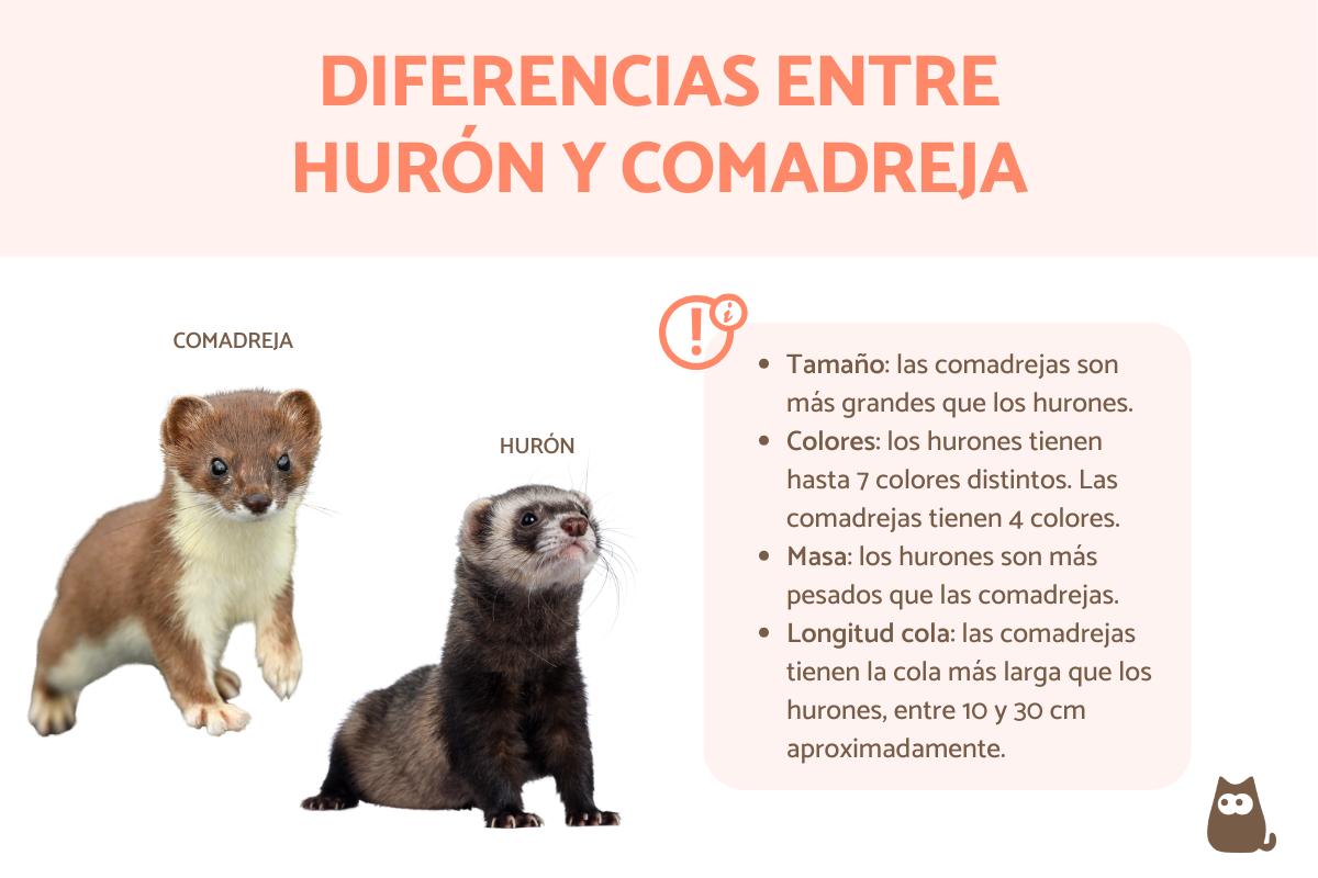 Diferencias entre hurones y comadrejas