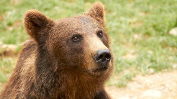 Oso pardo en España: población, hábitat y todo sobre esta especie en peligro de extinción - Factores que amenazan al oso pardo