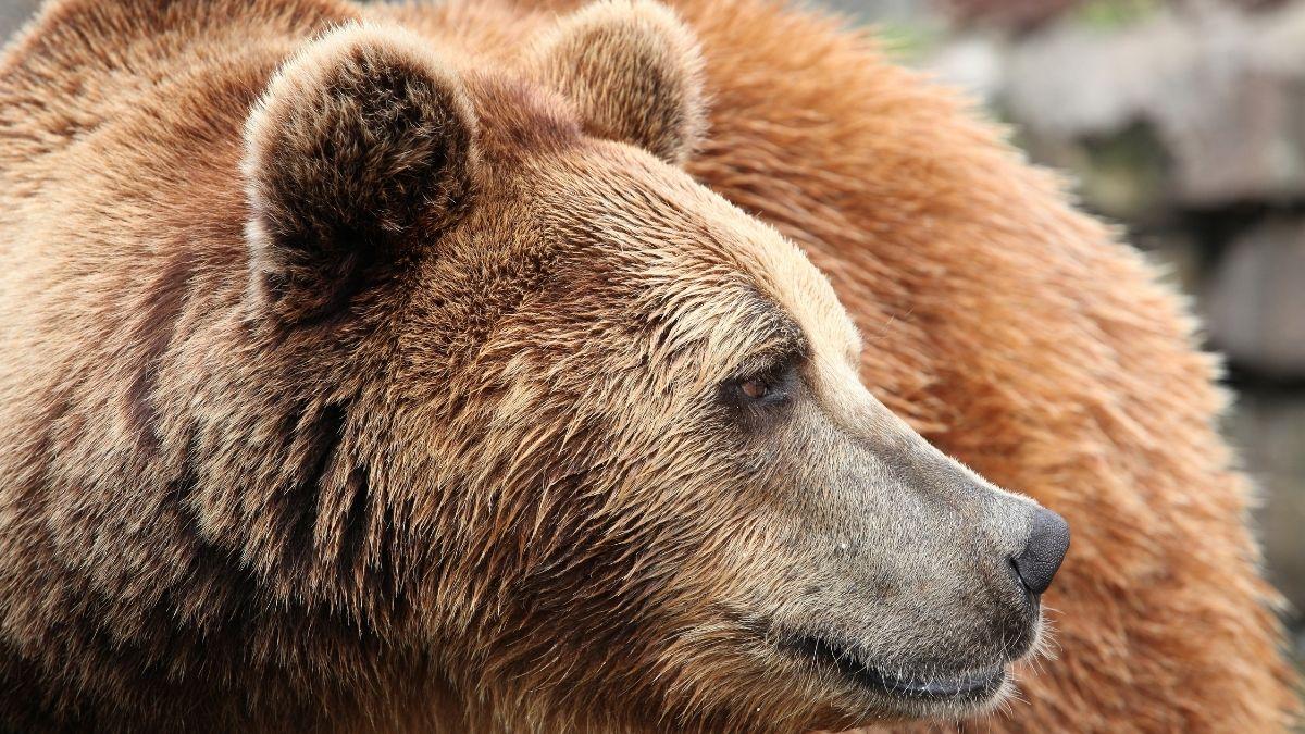 Oso pardo en España: población, hábitat y todo sobre esta especie en peligro de extinción