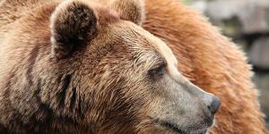 Oso pardo en España: población, hábitat y todo sobre esta especie en peligro de extinción