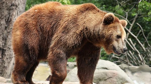 Oso pardo en España: población, hábitat y todo sobre esta especie en peligro de extinción - ¿Por qué el oso pardo está en peligro de extinción?