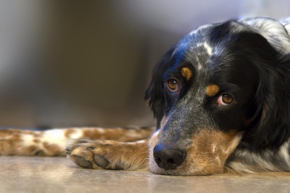 A mi perro le duele la barriga y tiembla - Causas y qué hacer