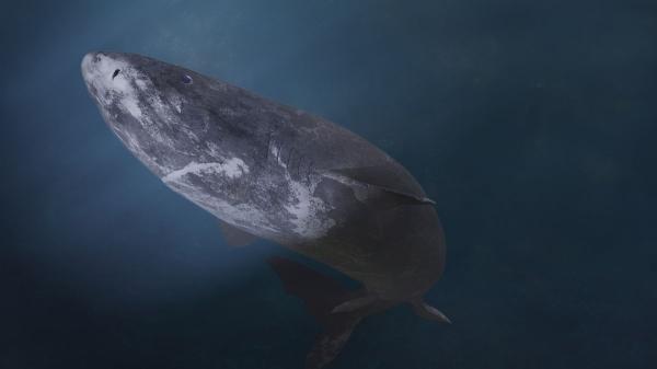 Tiburón de Groenlandia: el gigante que puede vivir más de 400 años y sorprende a los científicos - De los 272 a los 500 años: la asombrosa longevidad del tiburón de Groenlandia