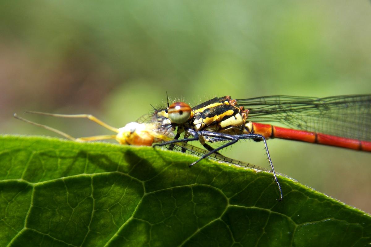 ¿Las libélulas pican?