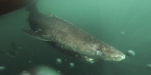 Tiburón de Groenlandia: el gigante que puede vivir más de 400 años y sorprende a los científicos