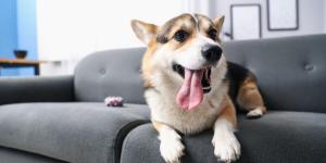 La Ley de Propiedad Horizontal lo aclara: en qué casos pueden prohibirte tener un perro en tu comunidad