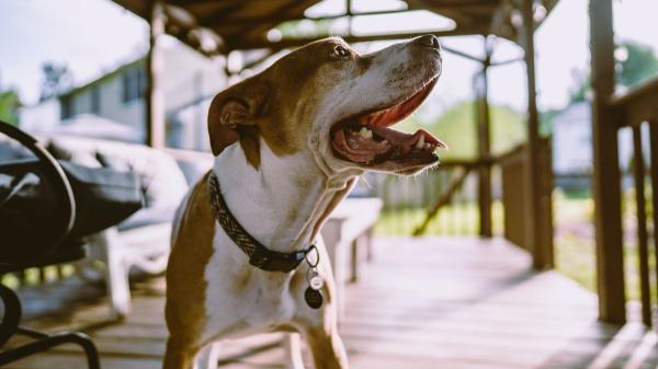 ¿Tu comunidad de vecinos puede prohibir tener perros? Esto dice la Ley de Propiedad Horizontal - Mascotas y vecinos: cuándo la comunidad puede intervenir según la ley
