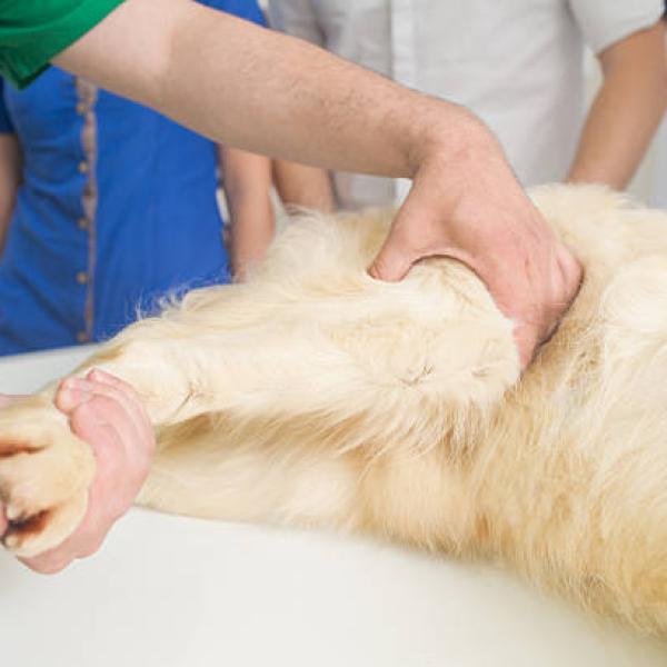 por qué mis perros tienen las patas traseras rígidas