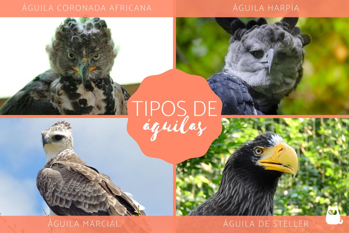 Tipos de águilas - Características, nombres y fotos