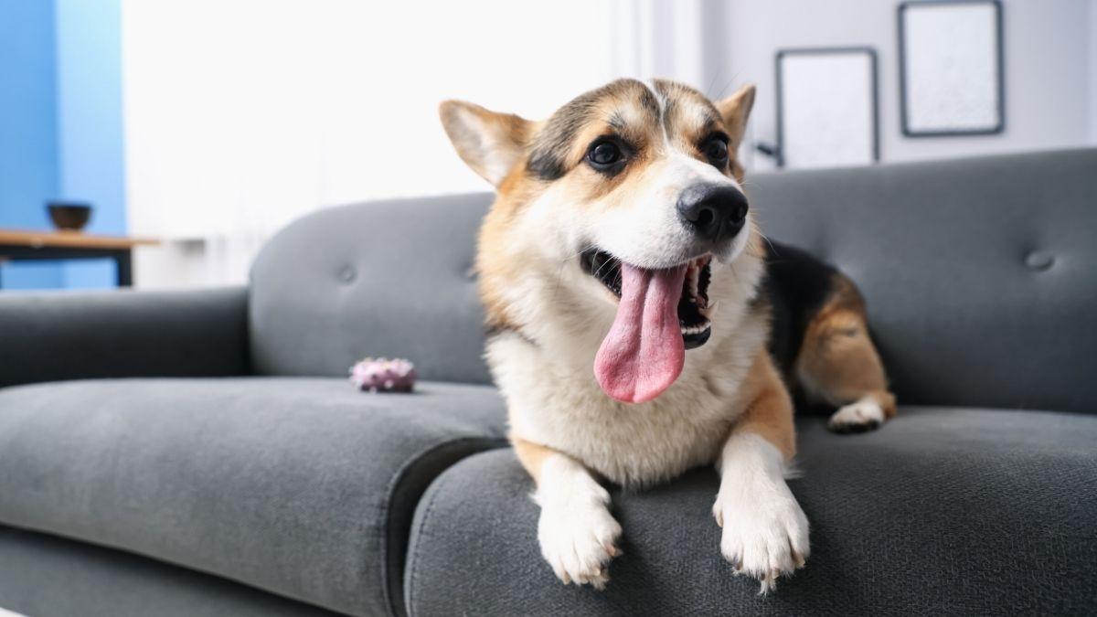 ¿Tu comunidad de vecinos puede prohibir tener perros? Esto dice la Ley de Propiedad Horizontal