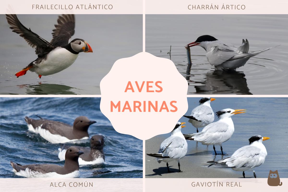 Aves marinas: nombres y características