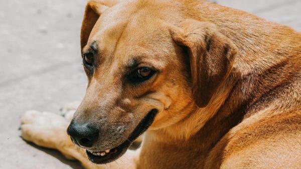 “Perro caramelo”: de mestizo común a símbolo del rescate y la adopción animal en América Latina - De las redes a la fama: el fenómeno viral del “vira-lata caramelo”