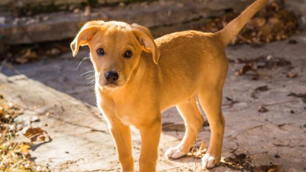 “Perro caramelo”: de mestizo común a símbolo del rescate y la adopción animal en América Latina - ¿Está llegando este fenómeno a España?