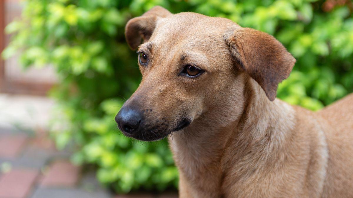 “Perro caramelo”: de mestizo común a símbolo del rescate y la adopción animal en América Latina