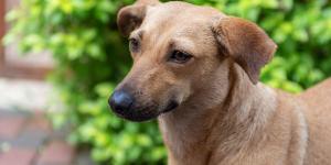 “Perro caramelo”: de mestizo común a símbolo del rescate y la adopción animal en América Latina