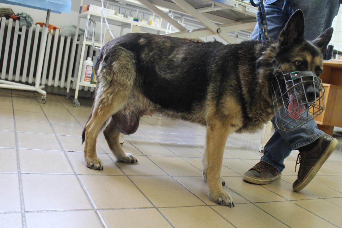 Cáncer en perros - Síntomas y tratamiento