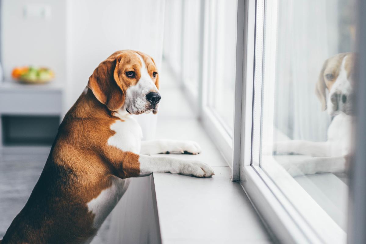 ¿Es legal dejar a un perro solo en casa?