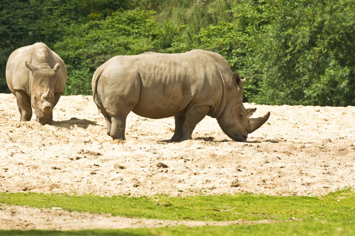 ¿Cuántos rinocerontes blancos quedan en el mundo?