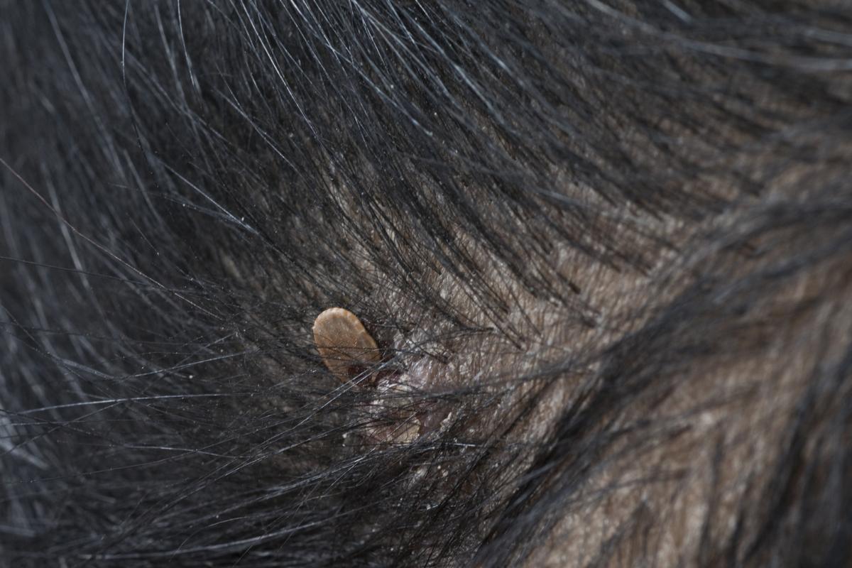 Enfermedad de Lyme en perros - Síntomas y tratamiento