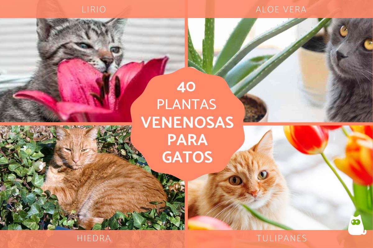 Plantas tóxicas para gatos