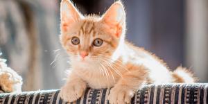 Un refugio japonés convierte la adopción de gatos en un gesto viral: la huella de su pata en el contrato