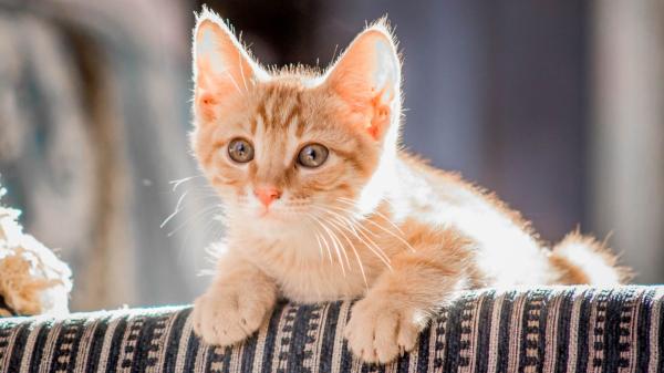 Un refugio japonés convierte la adopción de gatos en un gesto viral: la huella de su pata en el contrato