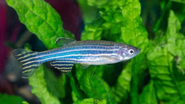 Jennifer Li, neurocientífica: “Estos peces presentan patrones del sueño parecidos a los humanos” - El sueño podría haber aparecido mucho antes de lo que pensábamos