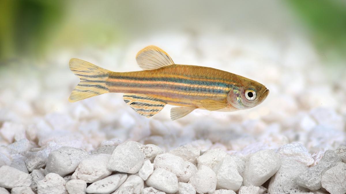 Jennifer Li, neurocientífica: “Estos peces presentan patrones del sueño parecidos a los humanos”