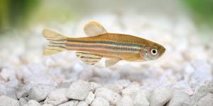 Jennifer Li, neurocientífica: “Estos peces presentan patrones del sueño parecidos a los humanos”