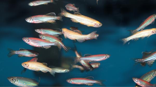 Jennifer Li, neurocientífica: “Estos peces presentan patrones del sueño parecidos a los humanos” - Los científicos descubren que los peces cebra tienen hasta cuatro estados de sueño