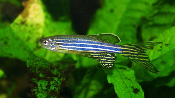 Jennifer Li, neurocientífica: “Estos peces presentan patrones del sueño parecidos a los humanos” - ¿Los peces sueñan como los humanos? Esto es lo que sabemos