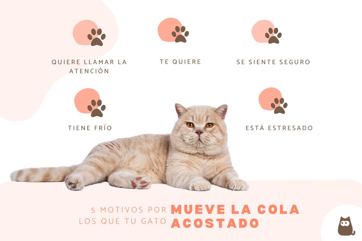 ¿Qué significa cuando un gato mueve la cola acostado?