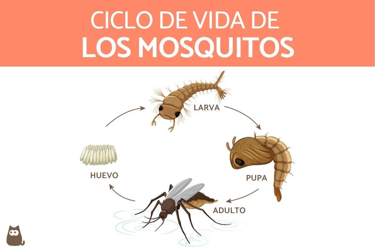 ¿Cómo se reproducen y nacen los mosquitos?