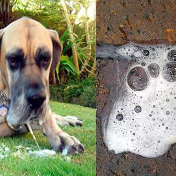 que hacer cuando el perro esta vomitando