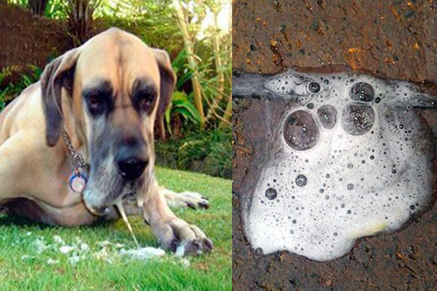 que darle a tu perro cuando esta vomitando