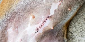 Pros y contras de esterilizar a una perra