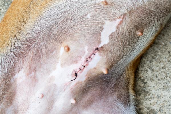 Pros y contras de esterilizar a una perra