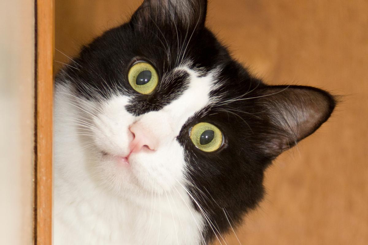 ¿Cómo tranquilizar a un gato por la noche?