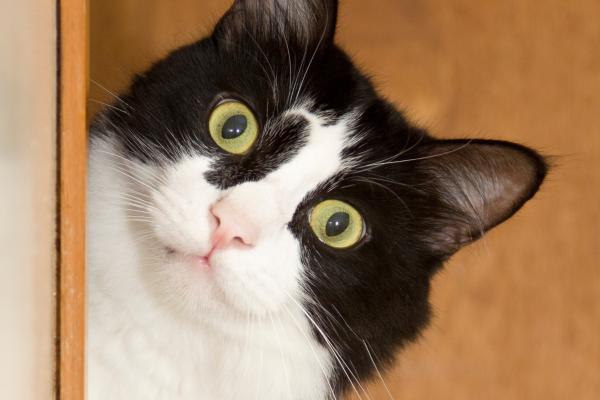 ¿Cómo tranquilizar a un gato por la noche?