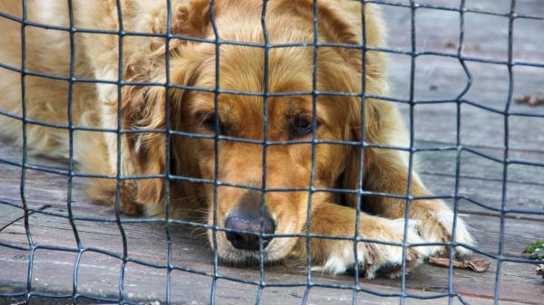 Los Mossos alertan del repunte del tráfico ilegal de perros en la AP-7: “Puede ser un foco de posibles enfermedades” - El método que utilizan las mafias para introducir a los perros en España