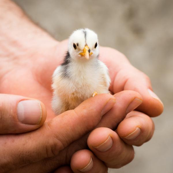 pueden los perros enfermarse por la caca de los pájaros